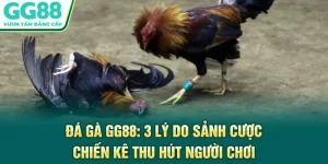 Đá Gà GG88: 3 Lý Do Sảnh Cược Chiến Kê Thu Hút Người Chơi